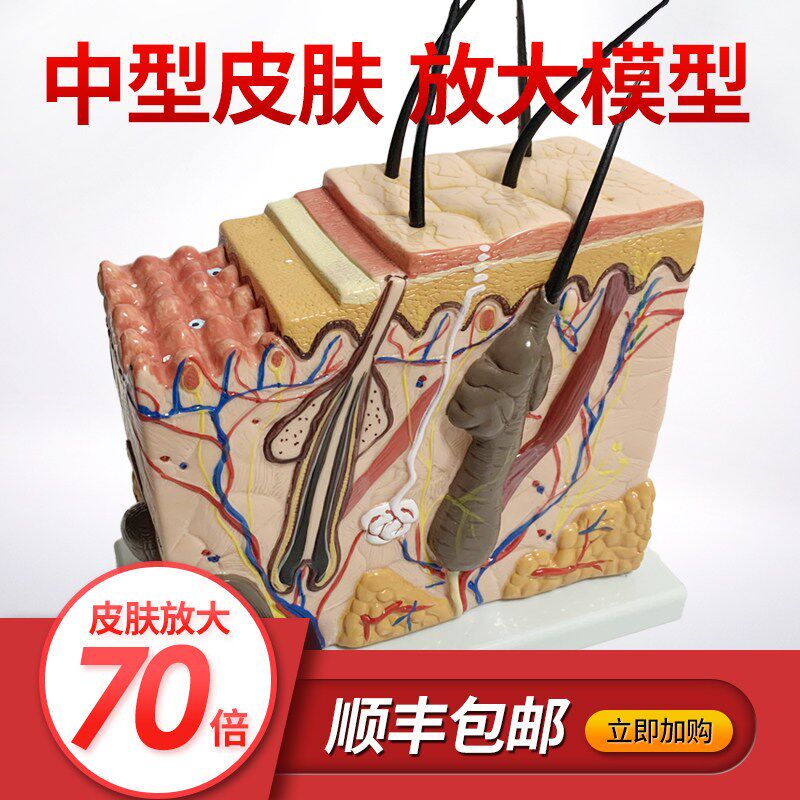 皮肤结构放大模型组织层次立体构造微整形美容医U学教学模具玩具