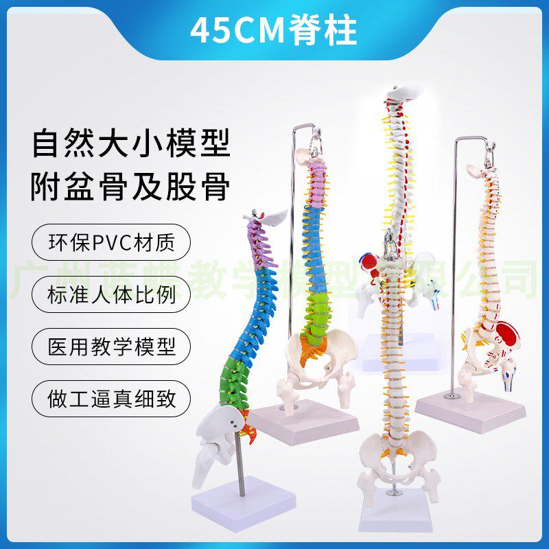 人体脊柱模型1:1正o骨脊椎模型颈椎腰椎人体骨骼模型彩色脊椎模型