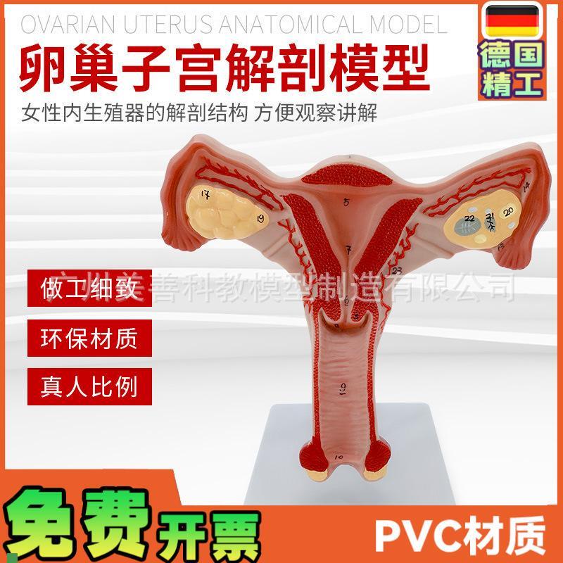 双侧卵巢子宫模型人体女性生y殖子宫解剖阴道卵巢教学妇科生殖科