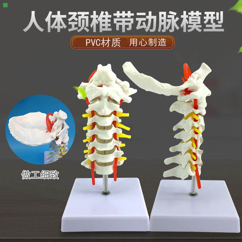 自然大人体颈椎带颈动脉后枕骨椎间盘与神经骨科模型颈椎枕骨模型