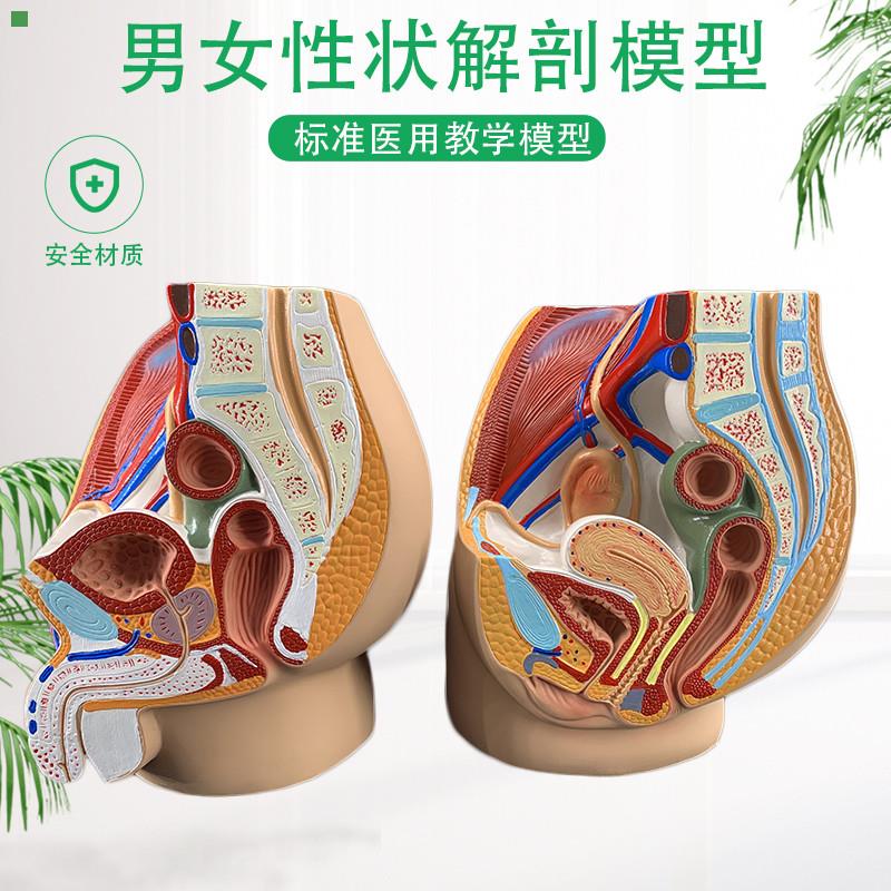 教学女盆腔模型女性泌尿生殖系统标本正中矢状切人体解剖教学模型