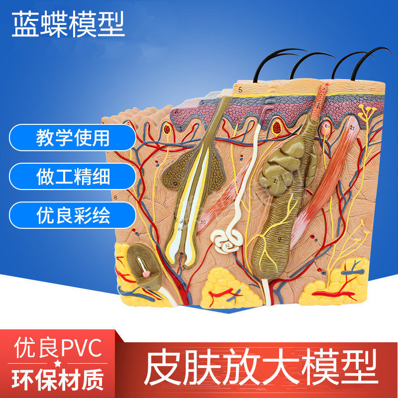 皮肤结构解剖模型教学组织层次y立体构造微整形缝合美容医学模具