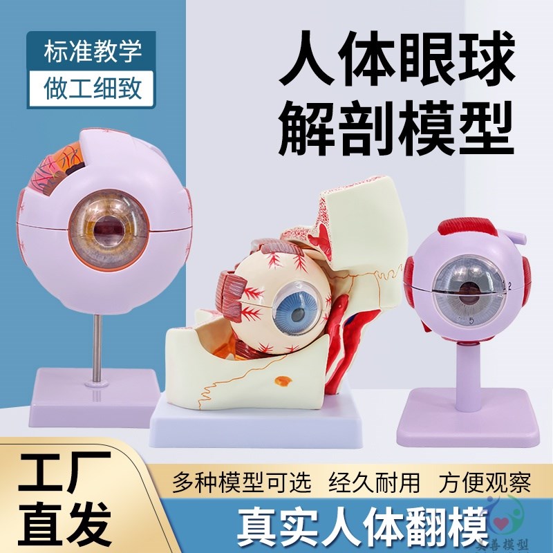 人体眼球仿真模型6倍放大眼睛结构造解剖眼模型教学Y仪器珠具医学