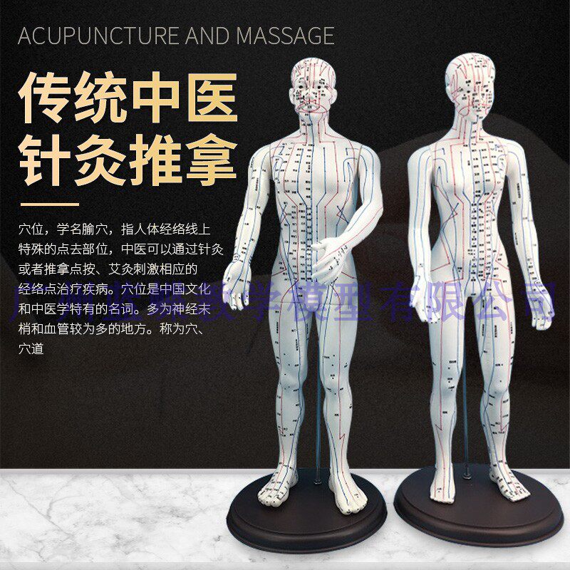 中医经络图针灸人体穴位模型按摩教学全身男女小人铜人Z超清晰刻