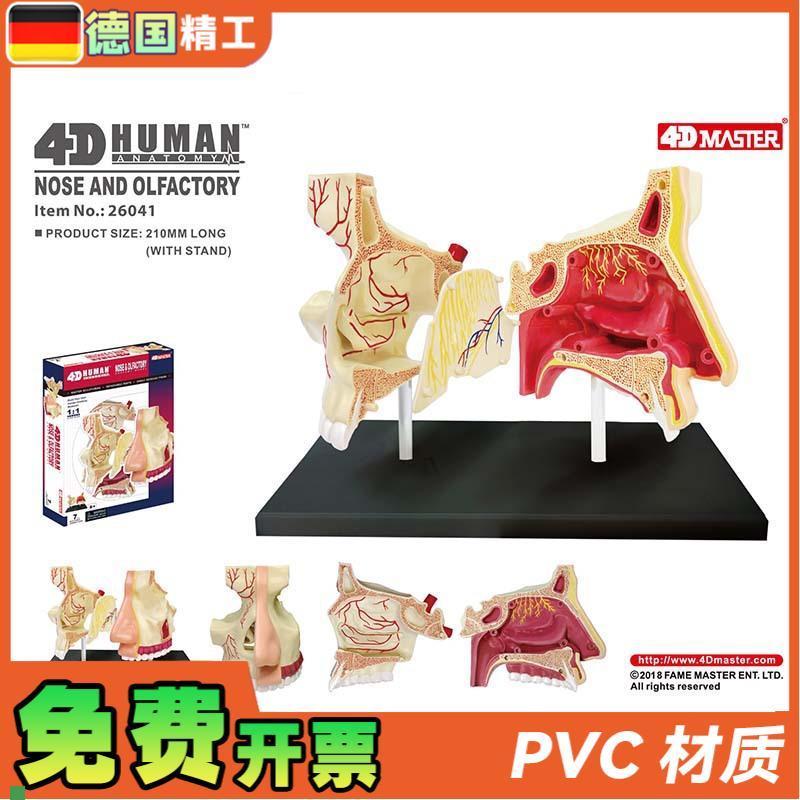 德国】4DMAiSTER鼻腔解剖模型DIY拼装科普玩具人体器官教学道具