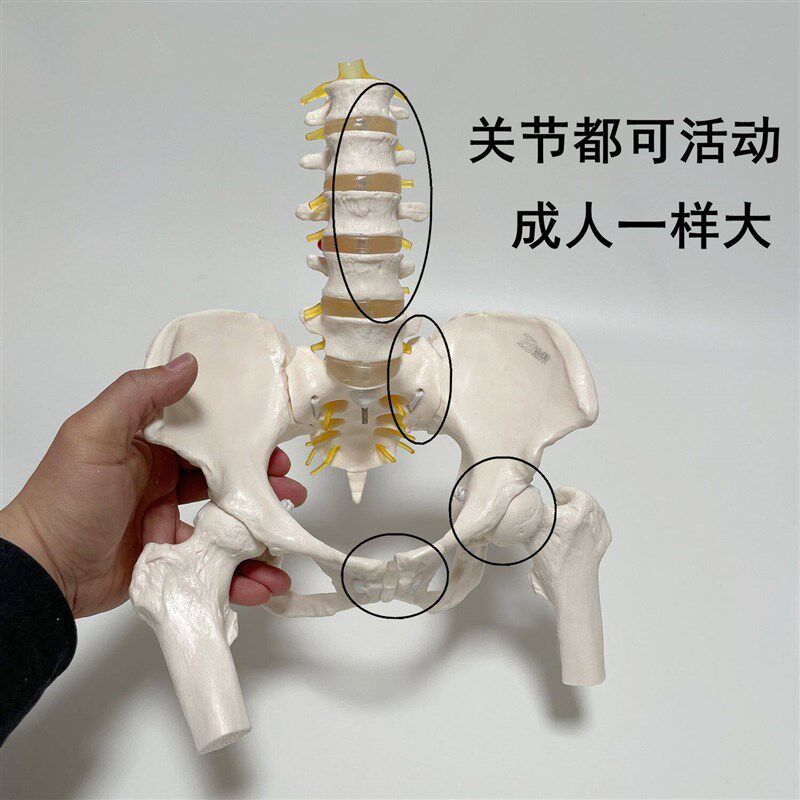 动态腰椎带骨盆模型脊骨错位演示耻骨联合骶N髂关节可活动产康培