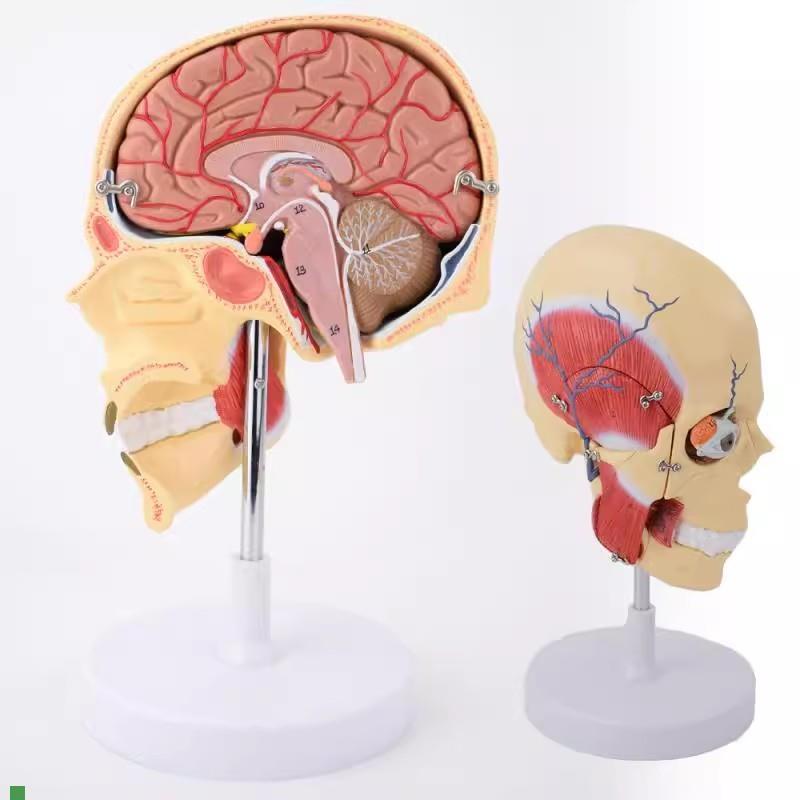 ENOVO颐诺人体咀嚼肌模型颞颌关节颌面部解剖肌肉神Y经动静脉三叉