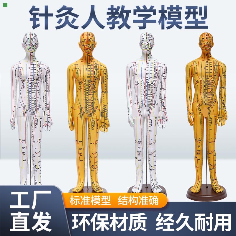 52 62C中医针灸穴位人体模型教学全身十二经络小皮人扎针练习