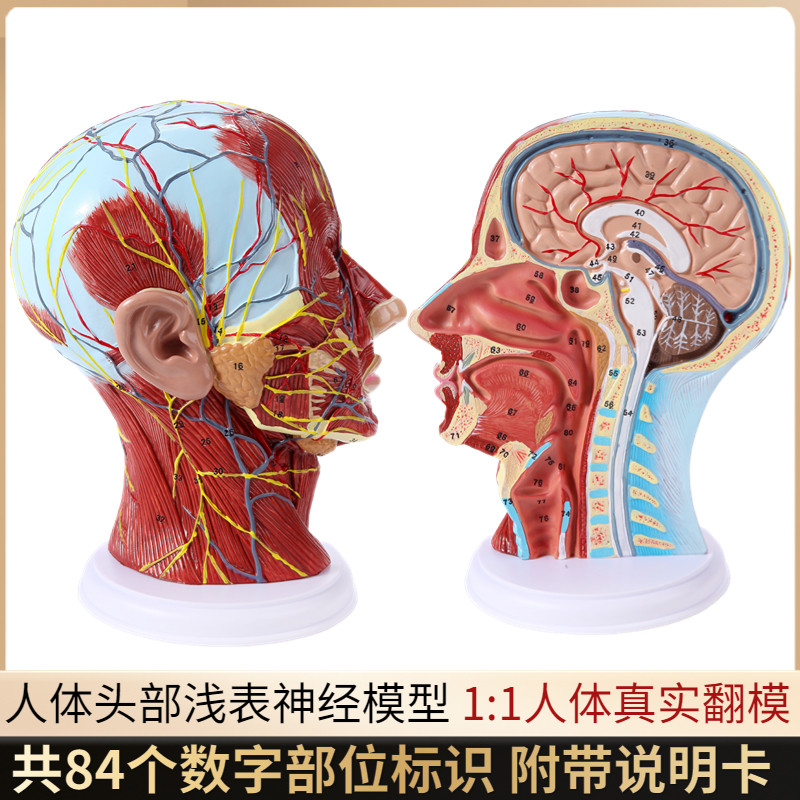 头部矢状断层解剖头颈部解剖耳鼻喉E科模型人体大脑模型头浅表模