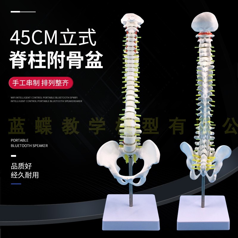 人体脊柱模型人体骨骼模型脊椎45CM带颈椎胸P椎尾椎椎骨骨盆模型