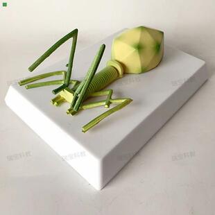 噬菌体细菌模型 真菌 藻类 放线菌 螺旋体 中学装备生物实验器材