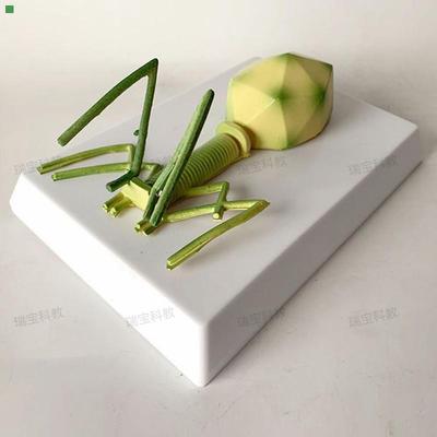 噬菌体细菌模型 真菌 藻类 放线菌 螺旋体 中学装备生物实验器材