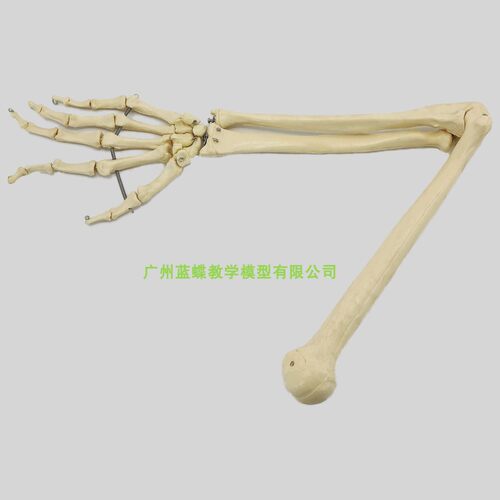 人体上肢骨骨骼模型 肩关t节 肘关节尺骨桡骨 手骨 模型 标本