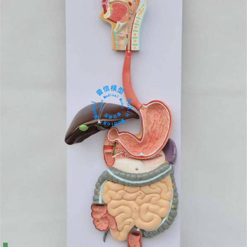 普信人体消化系统模型消化道胃剖面K鼻咽喉大小肠胃解剖模型