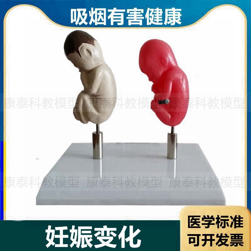 女性吸烟危害模型妊娠胎儿禁烟科普E展示戒烟教育人体内脏受损烟