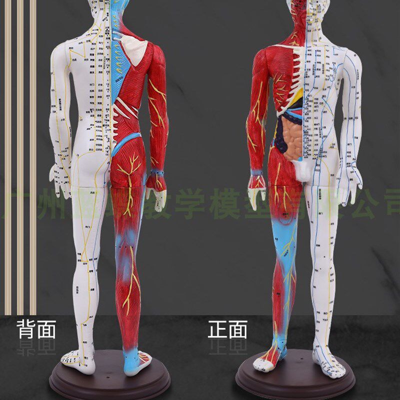 人体穴位模型反射区经络按摩男女超清E晰针灸半皮半肌肉解剖60CM