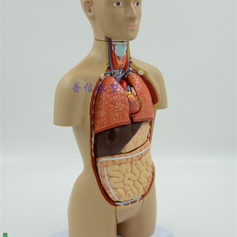 医用人体器官解剖模型人x体内脏结构人体拼装模型躯干模型