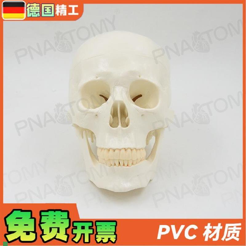 德国】11大f小白色仿真人体头颅骨骷髅头骨模型可拆卸美术素描