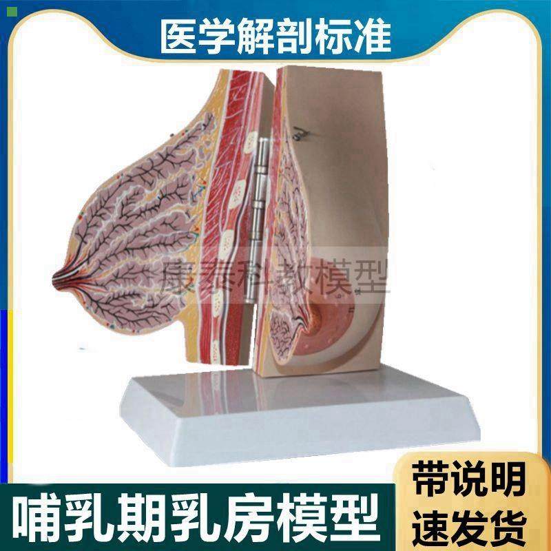 哺乳期乳房模型带标识可拆卸乳腺外科病理医患产康教育静止期受孕
