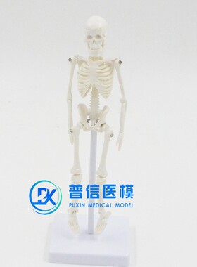 21cma白色迷你型医用美术绘画瑜伽人体全身骨骼骷髅骨架模型送支
