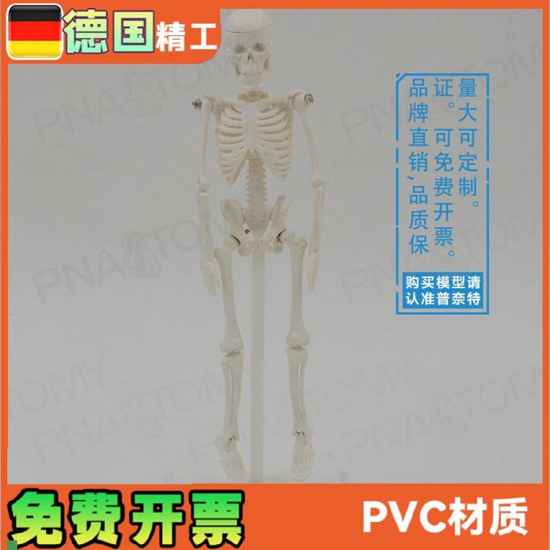 22cm小型白g色全身人体骨骼模型骷髅骨架玩具万圣节可拆卸启蒙美