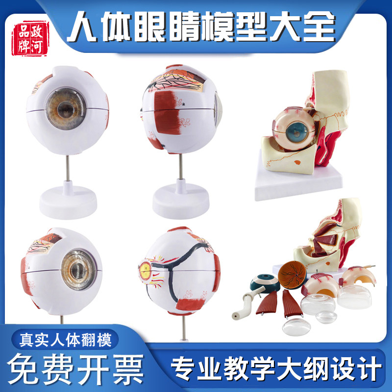 正品高端专业版医用p人体眼球解剖模型眼睛解剖结构五官眼科模型