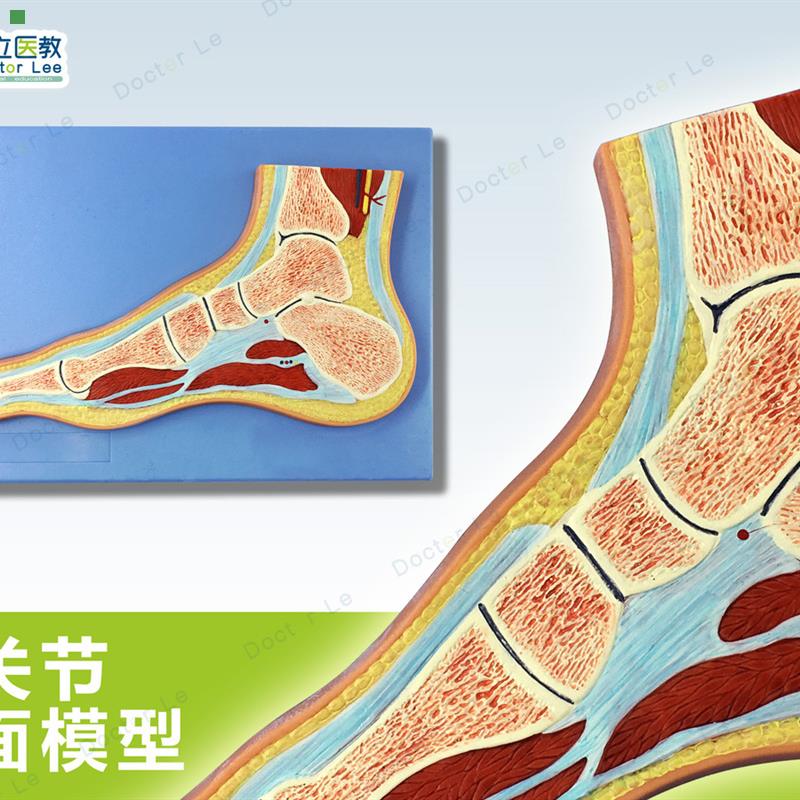 人体断层扫描 足关节切面 浮雕脚关节断层解剖学模型 ct运动解剖