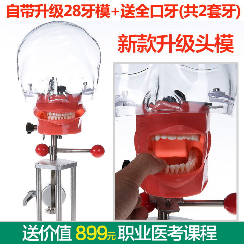 牙科材料口腔备牙模型器械工具离体牙备牙K种植树脂牙简易仿真头