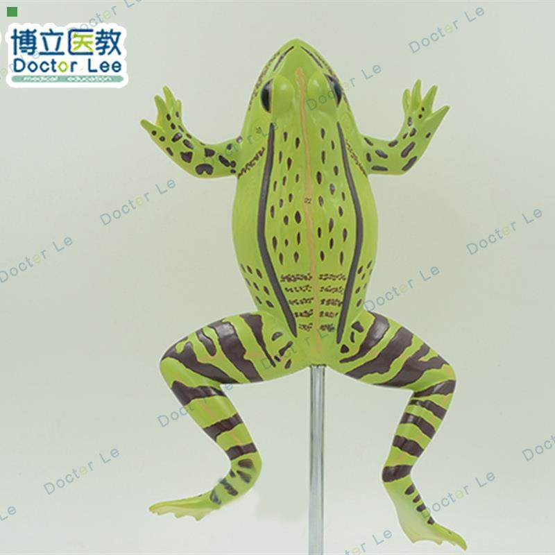 青蛙解剖模型医学用动物标本器官组织模具教学训练培训练习仪器