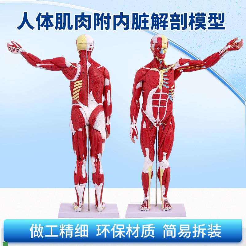80CM人d体全身肌肉附内脏模型人体肌肉解剖教学模型可拆27部件