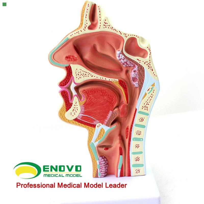 ENOVO颐诺人体鼻腔咽喉疾病解剖模型 鼻咽腔病理模型 耳鼻喉科医