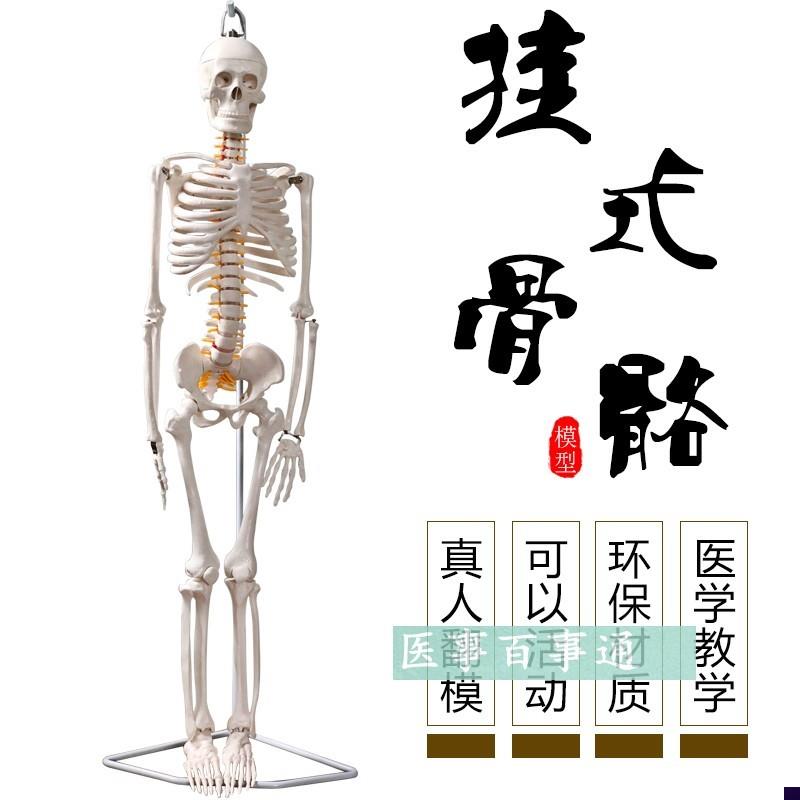 厂家直销 85CM骨n骼模型 教学模型 椎间盘附有脊神经 微型全副骨