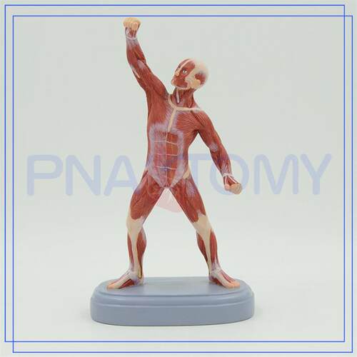 Pntoamy肌肉人模型肌肉人体美术素描肌肉人偶模型头高端教学解