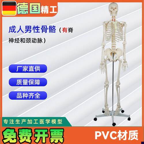 成人男性骨骼f附脊神经和颈动脉 无泡沫盒包装 人体骨骼教学模型