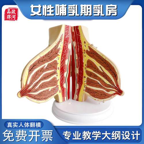 哺乳期乳房模型j女性乳房解剖模型人体器官模型医院用教学模型教
