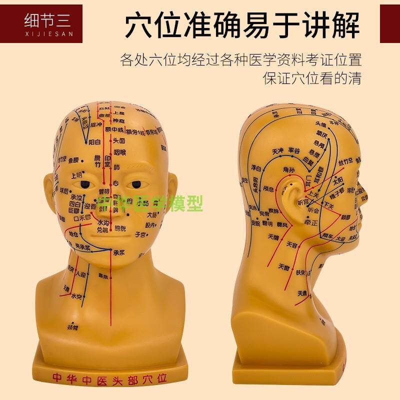 可扎针高清d头部穴位模型针灸刻字头模全脸面部假头腧穴人体按摩