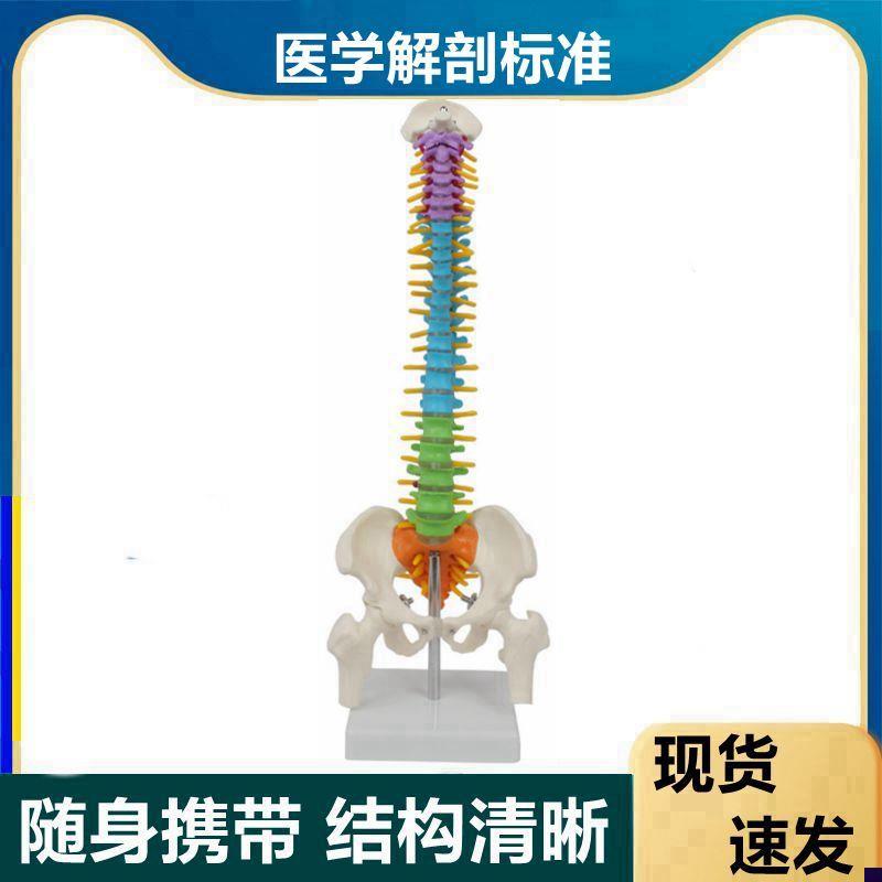 45CM脊椎模型人体骨骼神经脊柱盆骨正骨K推拿教学医学腿骨正骨指