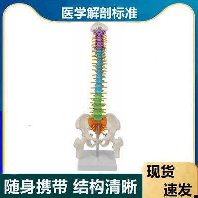 45CM脊椎模型人体骨骼神经脊柱盆骨正骨K推拿教学医学腿骨正骨指