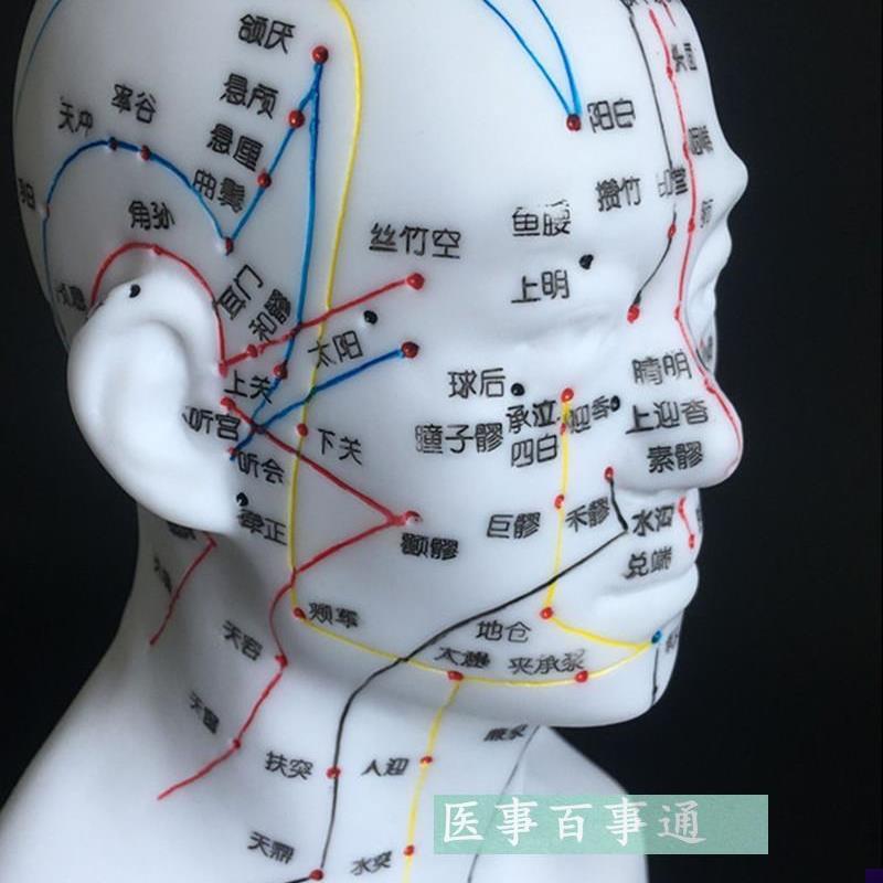 包邮正品超清晰经络人体针x灸穴位头部四功能针灸腧穴模型针灸