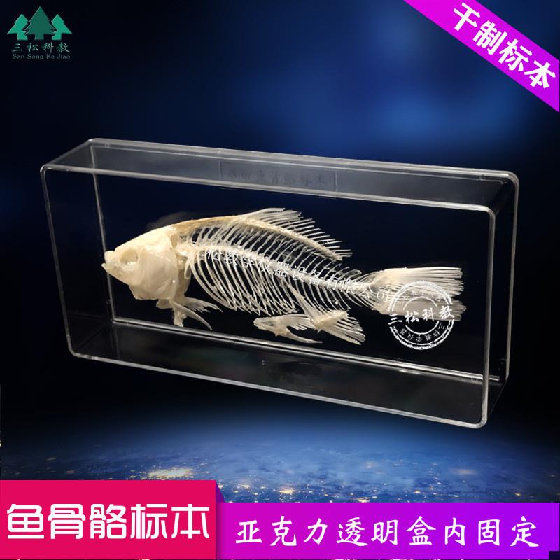 鱼骨骼标本鱼骨架真骨拼接模型教学展厅科普科研仪器X生物解剖标