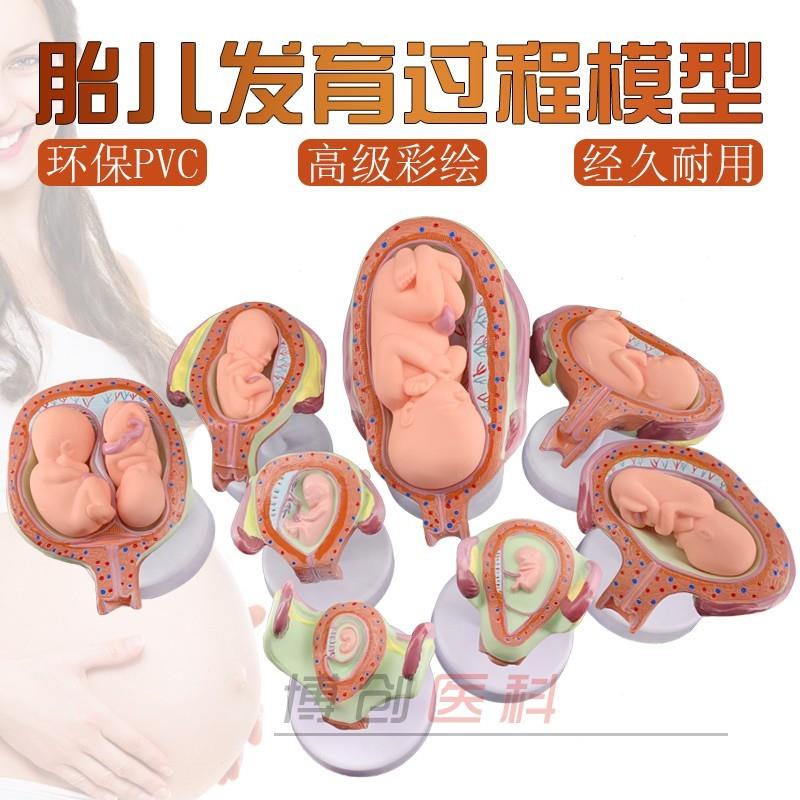 计划生育展示模型妊娠模v型妊娠胚胎发育模型胎儿发育模型包