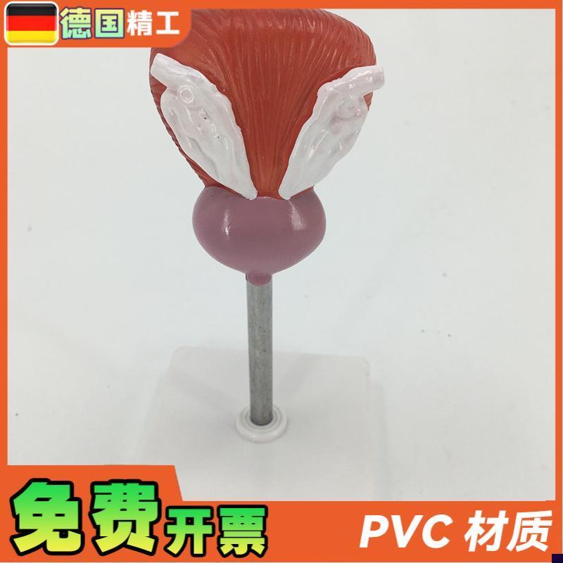 教学仿真膀胱f模型人体膀胱解剖标本2部件正常自然大膀胱医疗教具