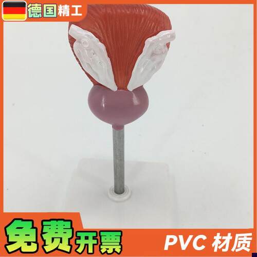 教学仿真膀胱f模型人体膀胱解剖标本2部件正常自然大膀胱医疗教具