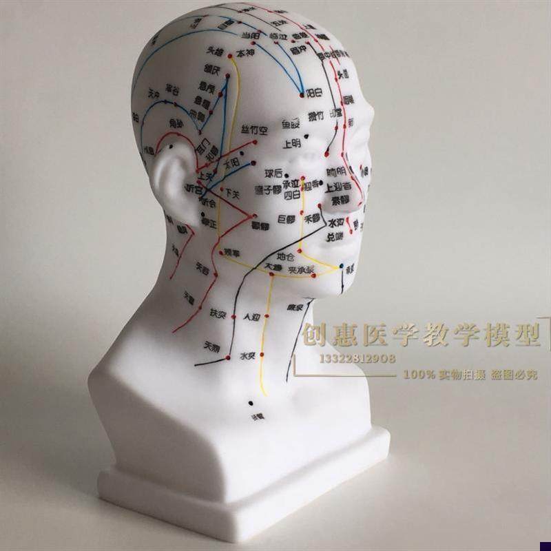 通用教学中医人体针灸穴位头部模型头H模面部穴位按摩中医面部按