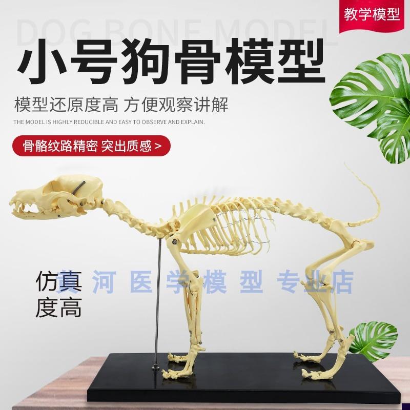 骨科器械 狗骨骼标本模型 宠物动物狗猫I犬 教学骨架骨头 骨骼模