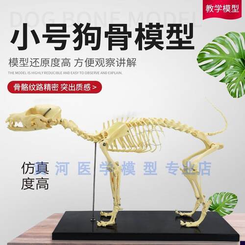 骨科器械 狗骨骼标本模型 宠物动物狗猫I犬 教学骨架骨头 骨骼模