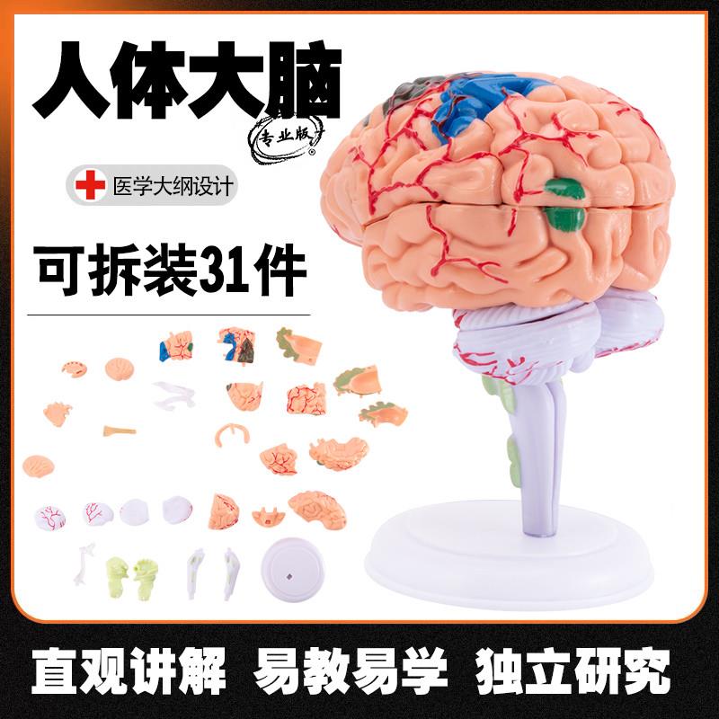 人体大脑解剖模型人体器官t结构教学模型4d小脑可拆装医院摆件讲