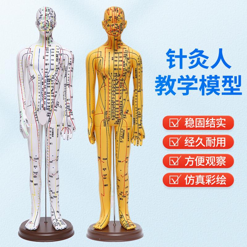 针灸穴位人体模型全身家用中医十二经I络图小皮人硅胶扎针练习铜