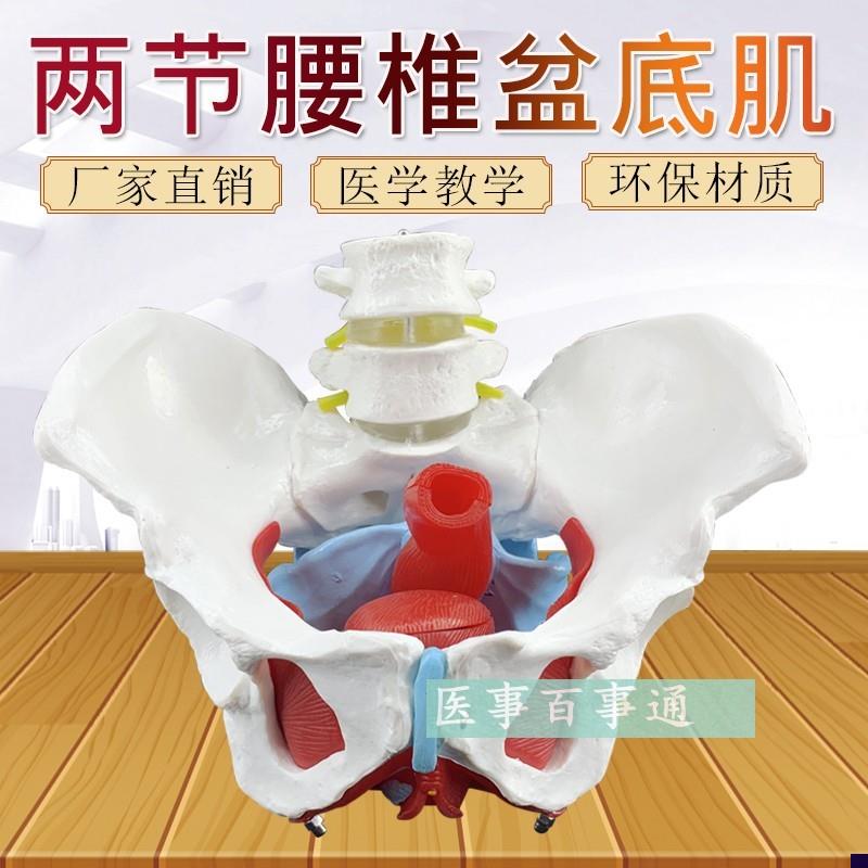 女性骨盆a模型 骨盆 盆底肌模型 子宫模型 盆骨 分娩助产教学模型