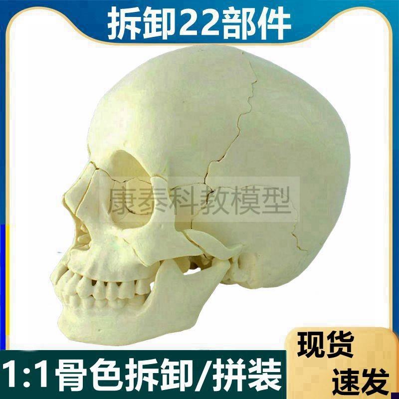 可拆卸头骨e模型22块颅骨拼装医教塑胶骨髅头素描艺考散骨彩色仿